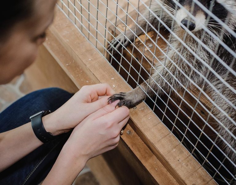 Humane Raccoon Removal Services in Metro Atlanta | Free Inspection