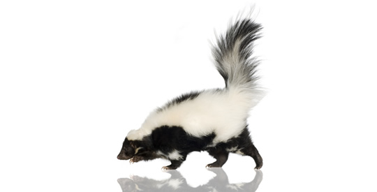 Skunk Removal Service - Forsyth Wildlife