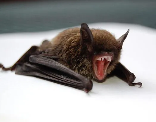 Bat-removal-service