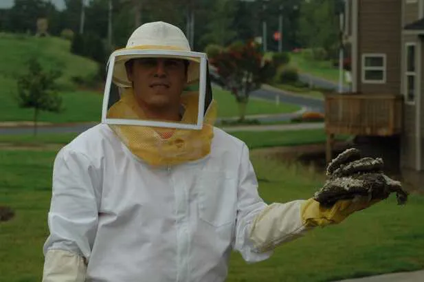 Bee_removal