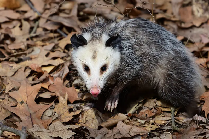 atlanta-opossum-removal