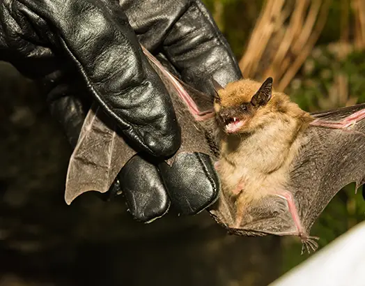 bats-removal-services