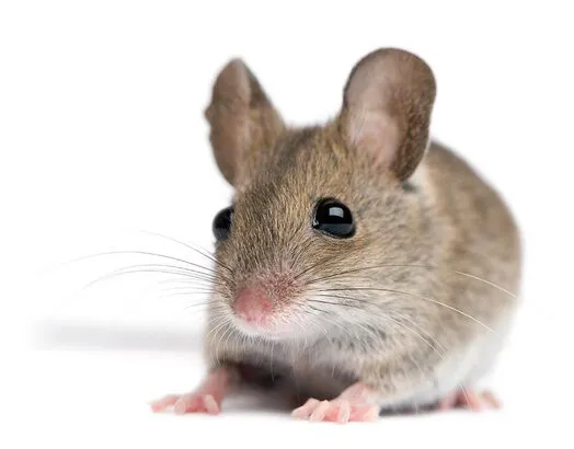 mice-exterminator-service