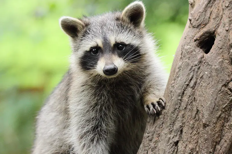 raccoon-removal-service